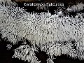 Ceratiomyxa fruticulosa-amf361-1